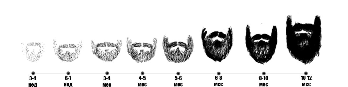 Стадии роста бороды